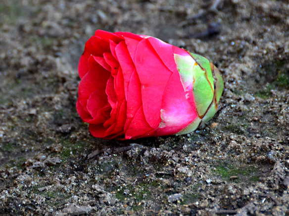 Fallen rose.jpg