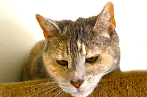 Cat for Pat.jpg