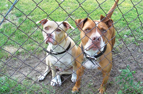 A fond farewell to neighbors and doggie pals — ‘The Long View’ Dog Pals.jpg