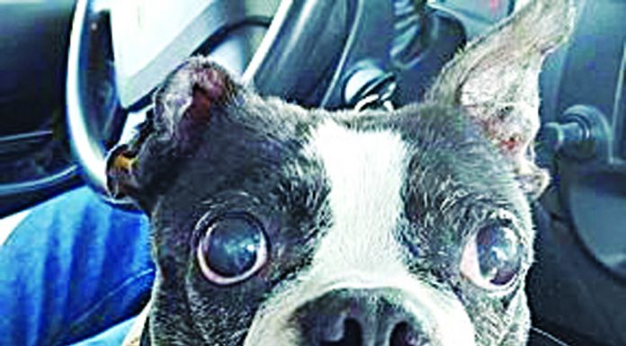 BUDDIES NEED BUDDIES No. 3 Lilly Bonita.jpg