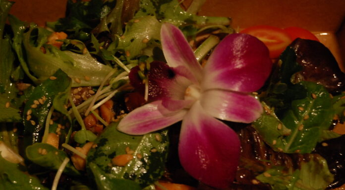 Yummy salad at Toshi Sushi